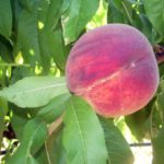 Pesco_rosa_del_west_ piante da frutto in vendita online