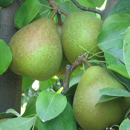 pera-cedrataromana Anticopomario piante da frutto online pero albero di pere antiche