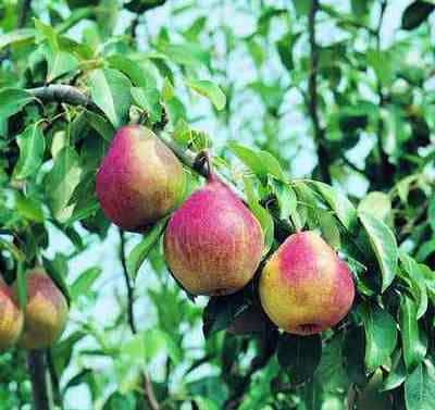 pera favorita Anticopomario piante da frutto online pero albero di pere antiche