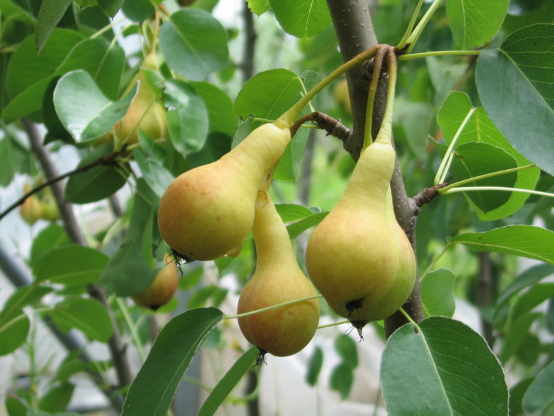 pera_di_s.giovanni_giugno Anticopomario piante da frutto online pero albero di pere antiche