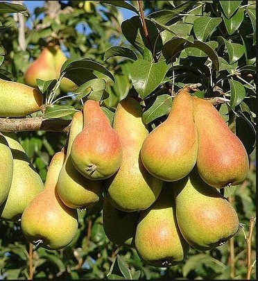 foto frutti dell'albero pero-abate-fetel