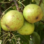 pero bergamotta di esperen Dalmonte Anticopomario piante da frutto online pero albero di pere pianta di pere antiche