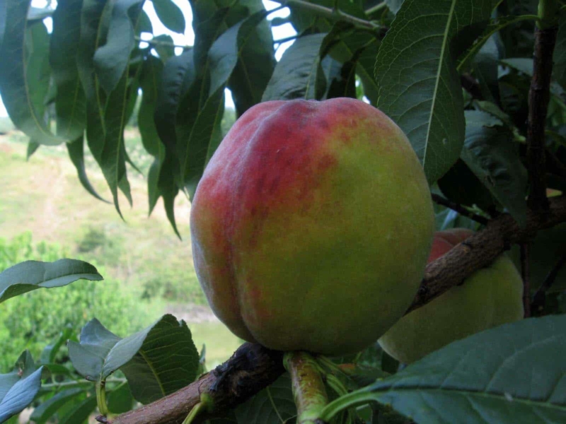 foto di Pesco limonini