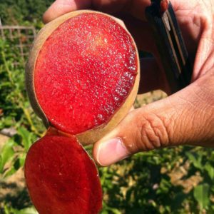 Foto di pesco antico a polpa rosa sanguinella