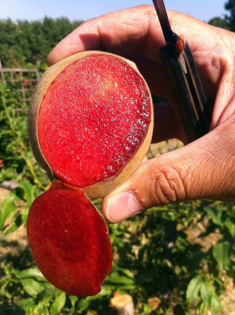 Foto di pesco antico a polpa rosa sanguinella