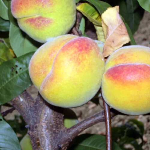 Foto percoca_romagnola_