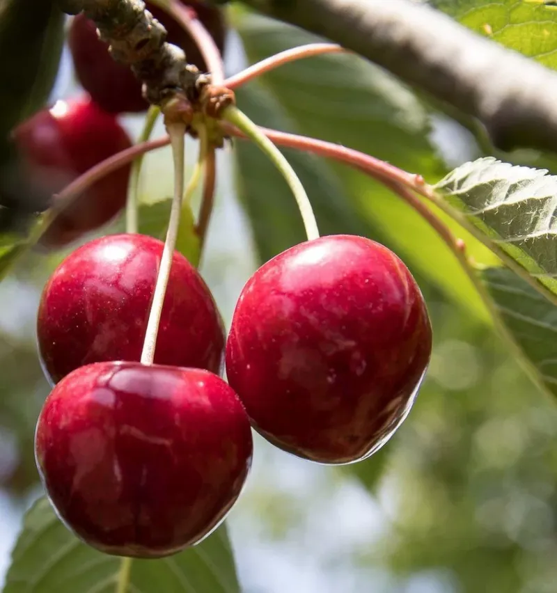 prunus-avium-lapins-ciliegio-1