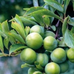 regina-claudia-verde susino Dalmonte Anticopomario piante da frutto online albero di susine pianta di