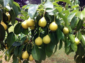 moscatellina piante da frutto online albero di pere pianta di pere antiche