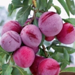 santa-rosa Dalmonte Anticopomario piante da frutto online