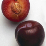 scg_santa_rosa_4