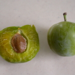se_regina_claudia_verde_1