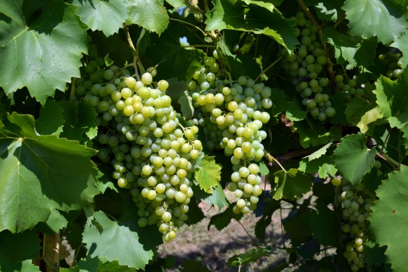 foto dei frutti delle barbatelle di vite Uva Famoso Uva da vin