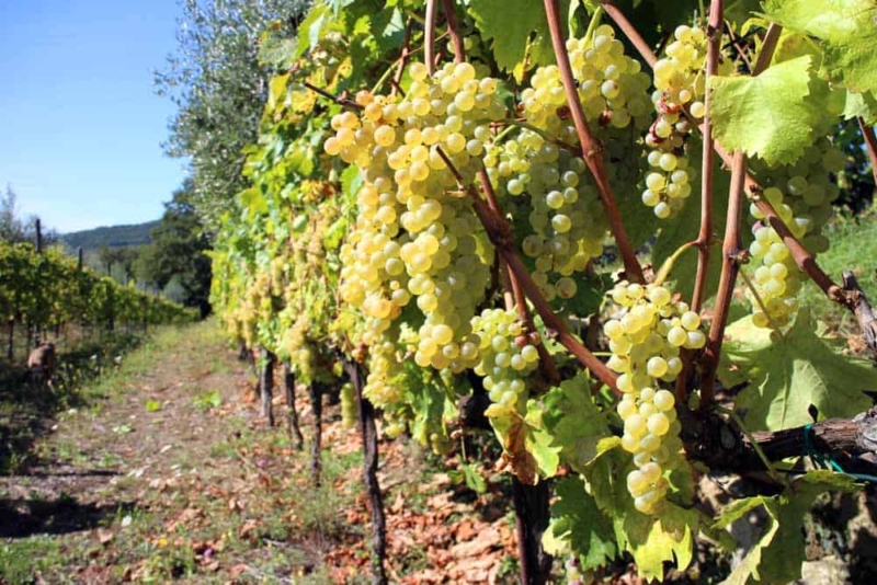 foto dei frutti della viteda vino bianca rebbiano Modenese