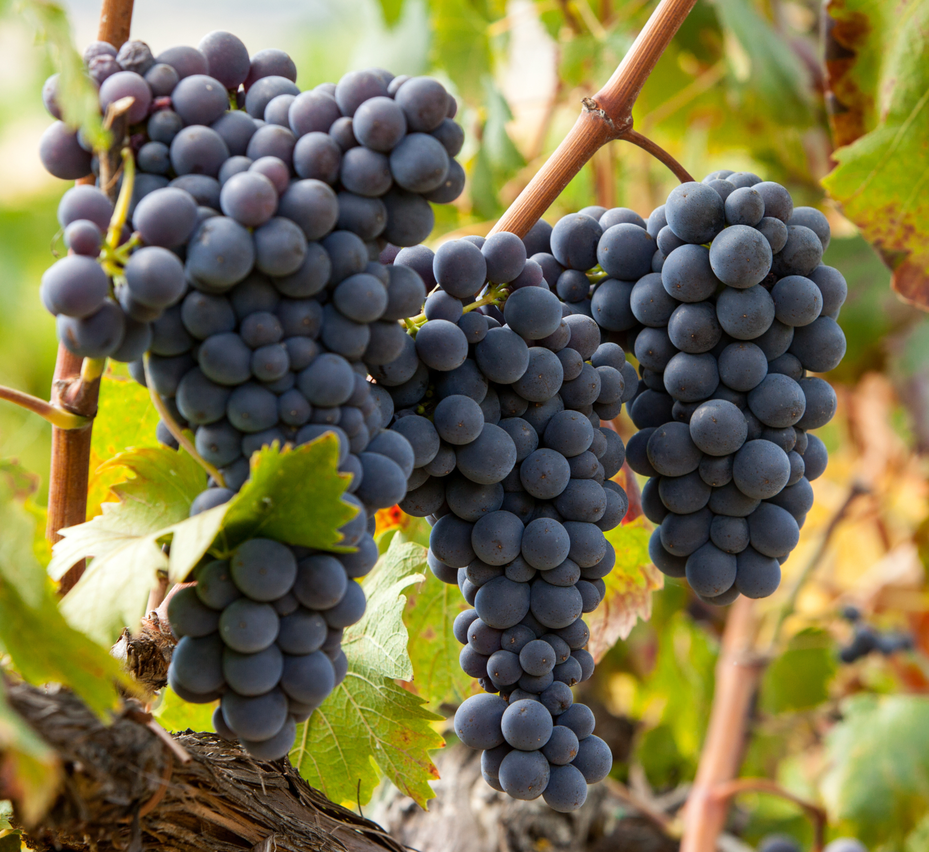 ripe red grape clusters on the vine