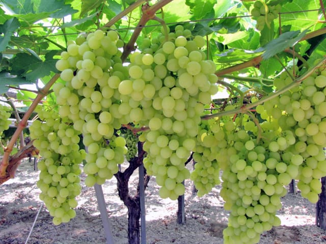 foto dei grappoli d'uva Afrodite Uva da tavola bianca