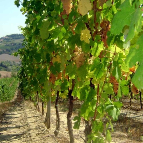 foto dei frutti delle barbatelle di vite Albana 1 Uva da vino