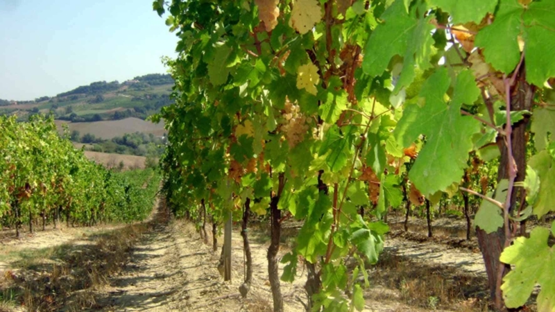 foto dei frutti delle barbatelle di vite Albana 1 Uva da vino