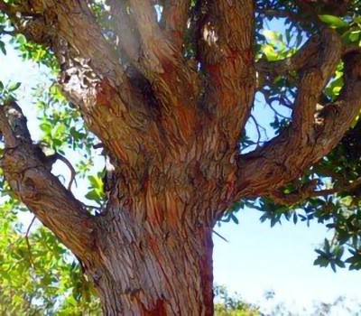 Vendita albero di corbezzoli