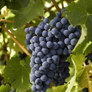 foto dei grappoli d'uva Cabernet