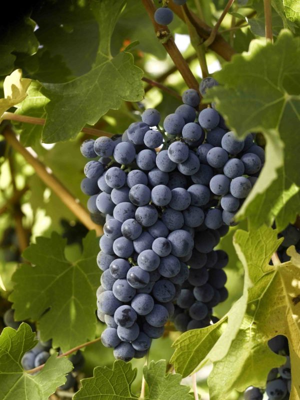 Cabernet Uva da vino rossa Barbatelle AnticoPomario Dalmonte vivai viti foto dei grappoli d'uva Cabernet
