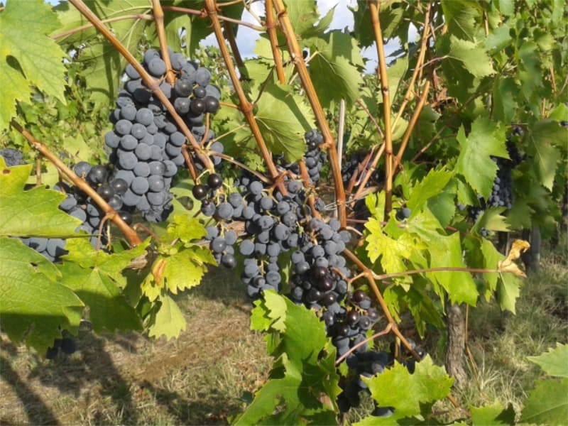 foto dei grappoli d'uva Centesimino