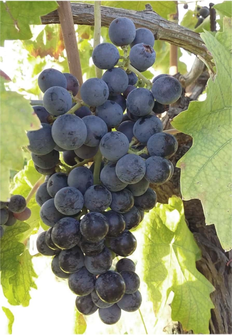 foto dei grappoli d'uva Centesimino-di-Romagna