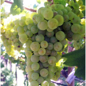 foto dei frutti delle barbatelle di vite Chardonnay