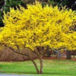 Cornioli in fiore in vendita su anticopomario