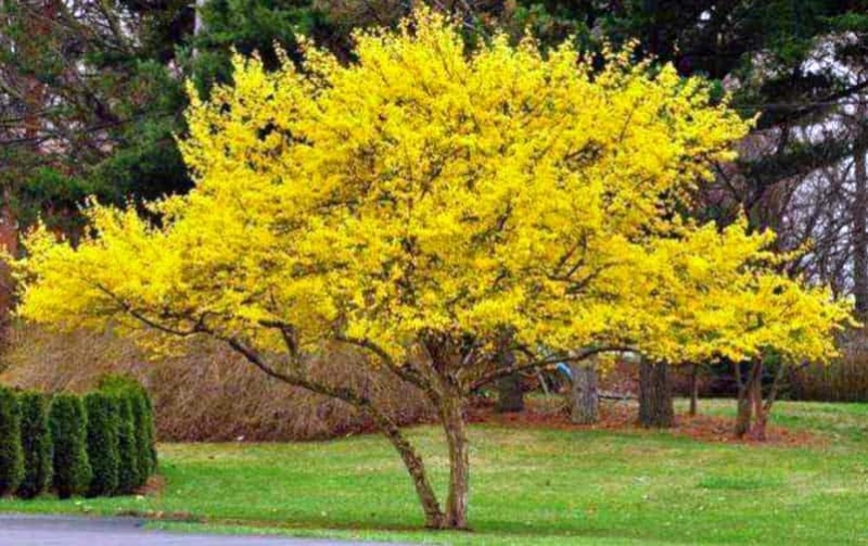 Foto di albero di cornioli in fiori gialli