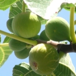 Vendita albero di fichi bianchi