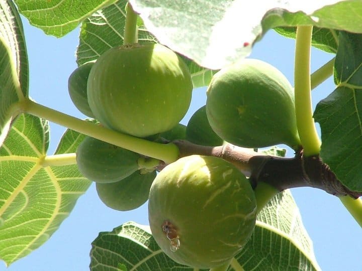 Vendita albero di fichi bianchi