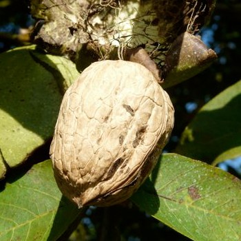 Foto di frutti di noce Lara