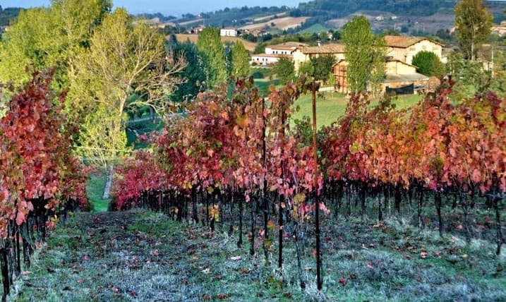 foto delle barbatelle di vite Filari_uva_lambrusco_Grasparossa