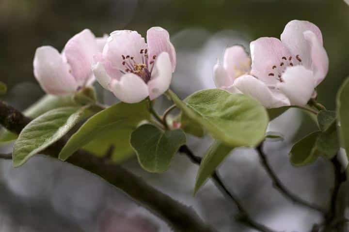 Foto Fiori del melo cotogno