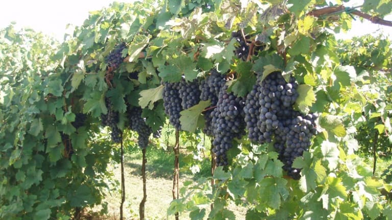 foto dei frutti delle barbatelle di vite Fortana