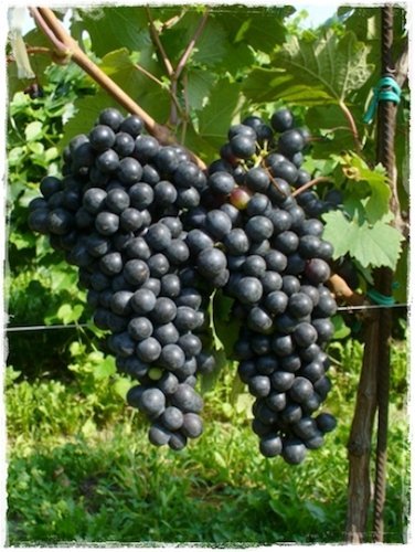 foto dei frutti delle barbatelle di vite Fortana Uva da vino rossa