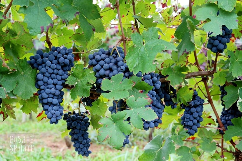 foto dei grappoli d'uva da tavola MOSCATO D'AMBURGO