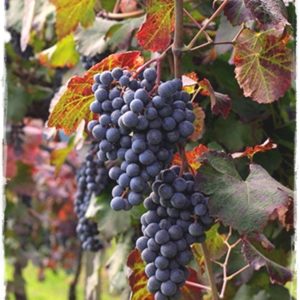 foto dei frutti delle barbatelle Lambrusco-Grasparossa