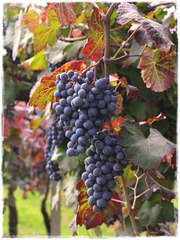 Lambrusco-Grasparossa foto dei frutti delle barbatelle Lambrusco-Grasparossa