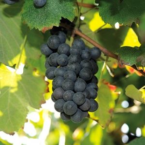 foto dei frutti delle barbatelle di vite Lambrusco Salamino 1 Uva da vino rossa