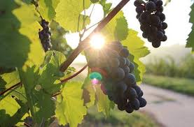 foto dei frutti delle barbatelle di vite Lambrusco Salamino