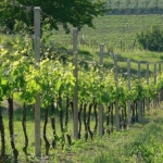 Lanzesa Uva da vino Barbatelle AnticoPomario Dalmonte vivai viti