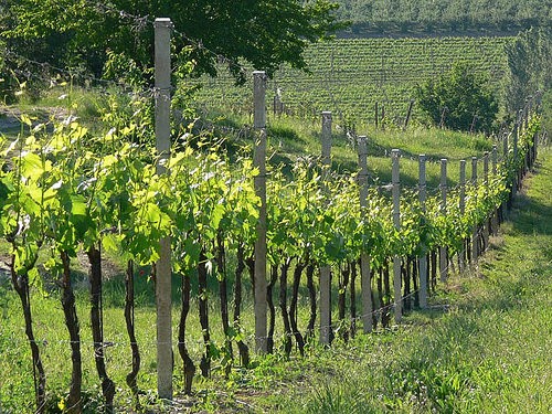foto dei frutti delle barbatelle di vite Lanzesa