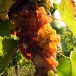 Malvasia Bianca Di Candia dei Colli Piacentini, Uva da vino rossa Barbatelle AnticoPomario Dalmonte vivai viti