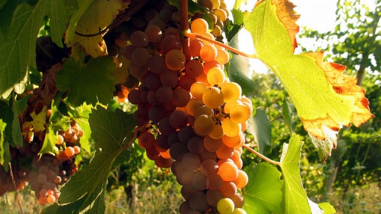 foto dei frutti delle barbatelle di vite Malvasia Bianca Di Candia