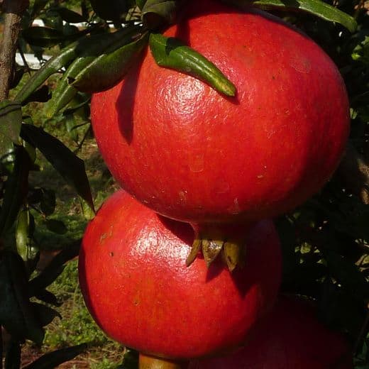 foto frutti dell'albero Melagrano acco