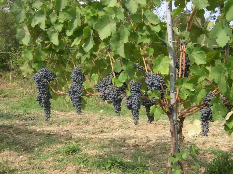 foto dei grappoli d'uva Merlese