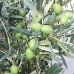 Orfana albero di olive – olivo in vendita online