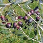 Pendolino olivo albero di olive painta Anticopomario Dalmonte vivai